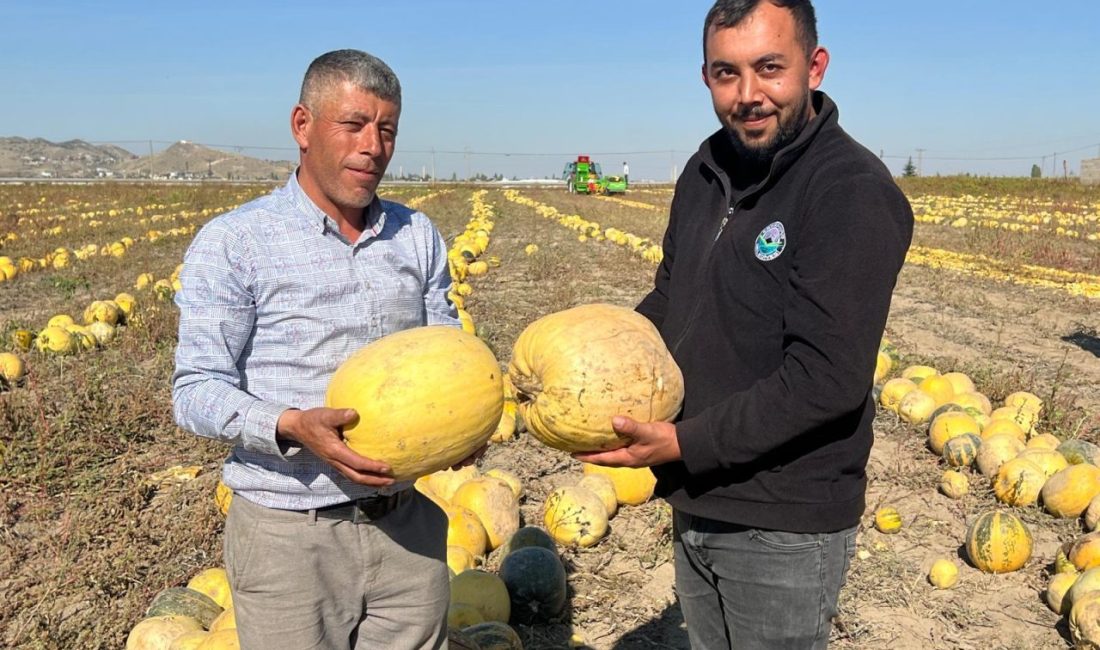 Nevşehir'de coğrafi işaretli çerezlik kabak çekirdeği hasadı başladı. Acıgöl ilçesindeki