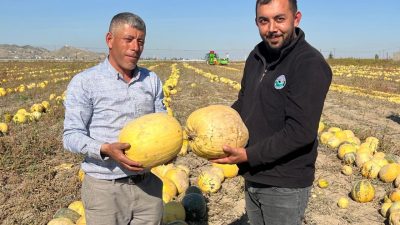 Nevşehir'de coğrafi işaretli çerezlik kabak çekirdeği hasadı başladı. Acıgöl ilçesindeki