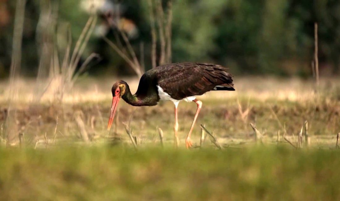 WWF'nin 2026 raporu, yaban hayatı popülasyonlarının ortalama büyüklüğünün 52 yılda