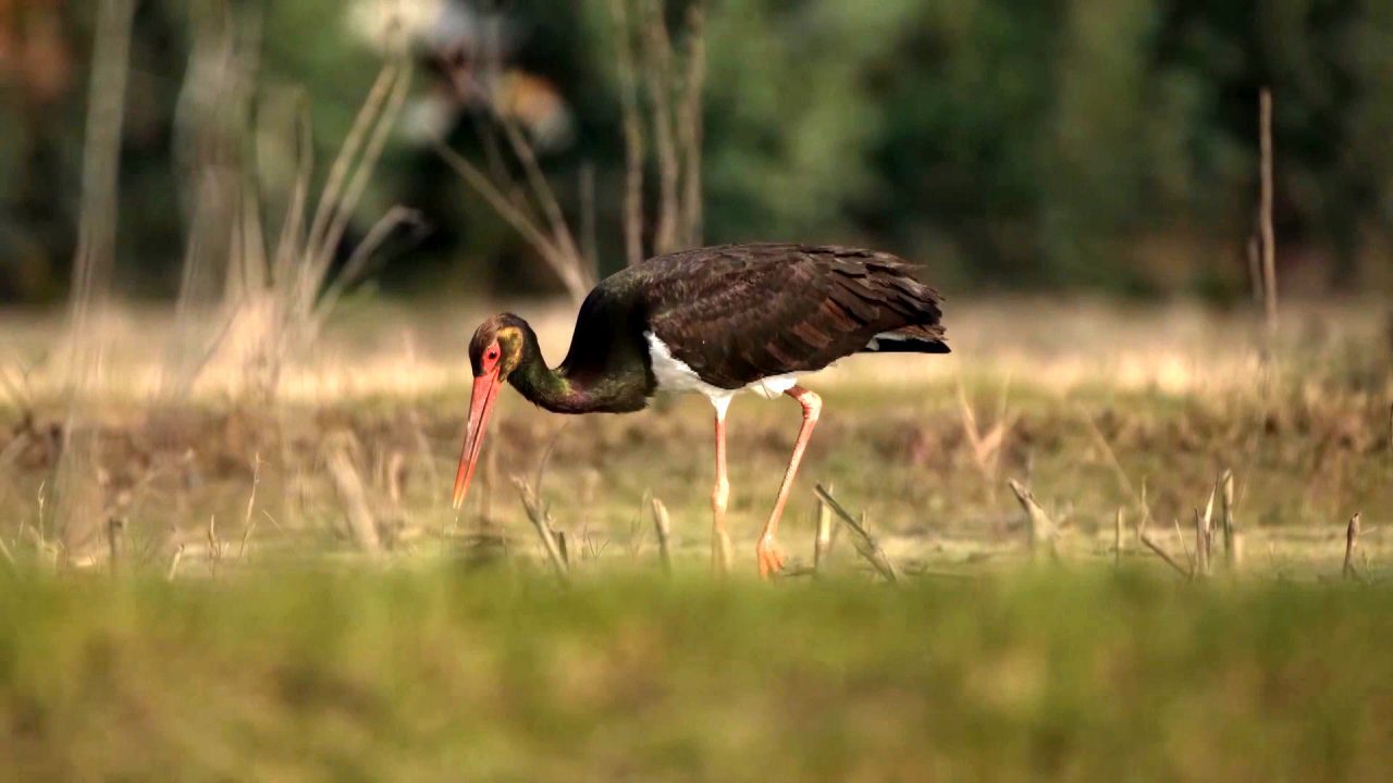WWF'nin 2026 raporu, yaban hayatı popülasyonlarının ortalama büyüklüğünün 52 yılda